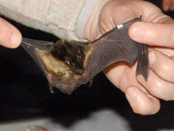 Летучих мышей из штолен Самарской Луки могут проверить на коронавирусы Летучих мышей из штолен Самарской Луки могут проверить на коронавирусы