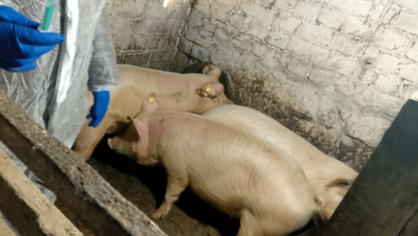 Режим ЧС и продавцы свинины:в Самарской области выявили случаи торговли свинины в зараженных районах