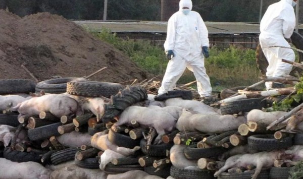 &laquo;Чумная диверсия&raquo;: под Самарой зараженные АЧС трупы свиней подбрасывают в охотхозяйство 
