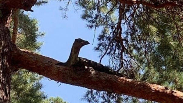 Нечто на турбазах под Сызранью попало на фото