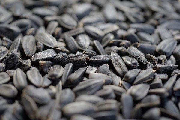 В Самарской области нашли 1500 тонн семечек, не проверенных на ГМО 