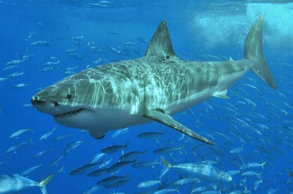 В самарском океанариуме выявили нарушения закона об обращении с животными