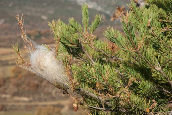  Мухи идут в бой  