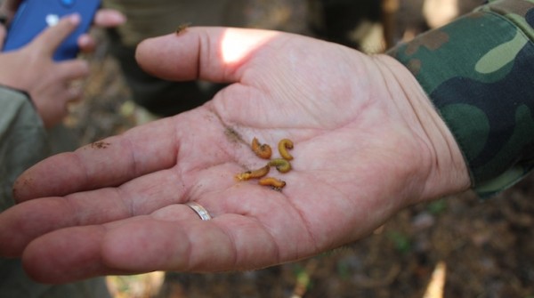 В области стали считать мух В области стали считать мух
