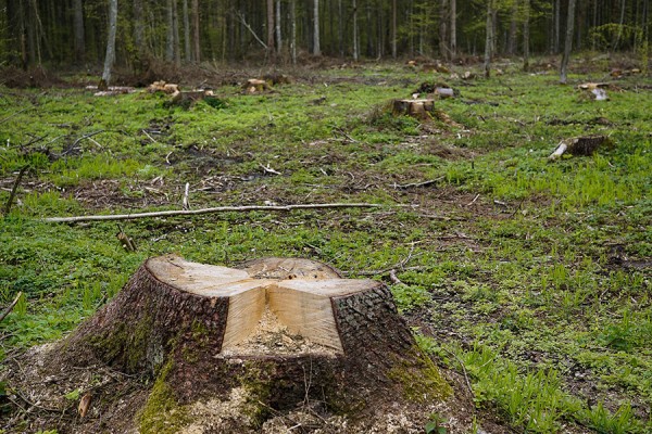 В Самарской области мужчину будут судить из-за 15 дубов 
