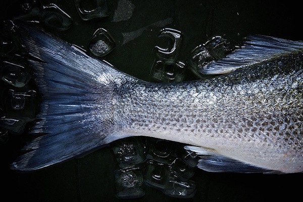 Мистическое серебро на водной глади: в Чапаевске можно увидеть, откуда начинает гнить рыба 