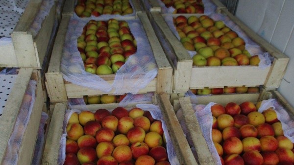 В Самарской области задержали 20 тонн зараженных нектаринов