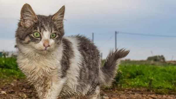 В Самаре умеренно загрязнен воздух