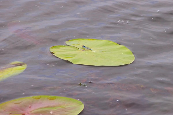В Сызрани нашли затопленную легковушку в Волге В Сызрани нашли затопленную легковушку в Волге