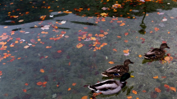 Приметы на 3 октября: что точно нельзя делать в Астафьев день Приметы на 3 октября: что точно нельзя делать в Астафьев день