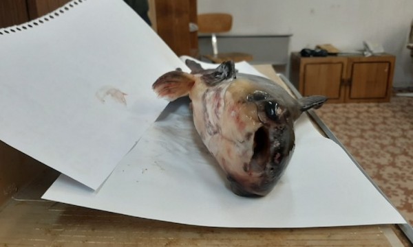 Рыба в Волге мельчает Рыба в Волге мельчает