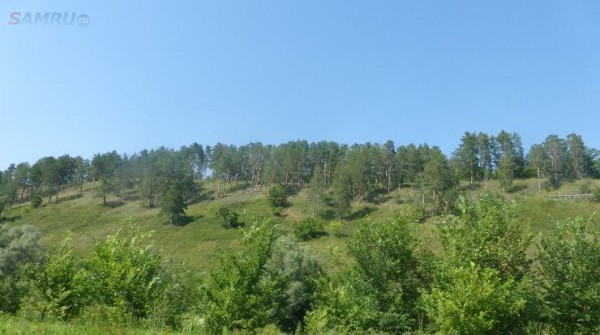 Самарцам запрещено ходить в лес до 11 октября