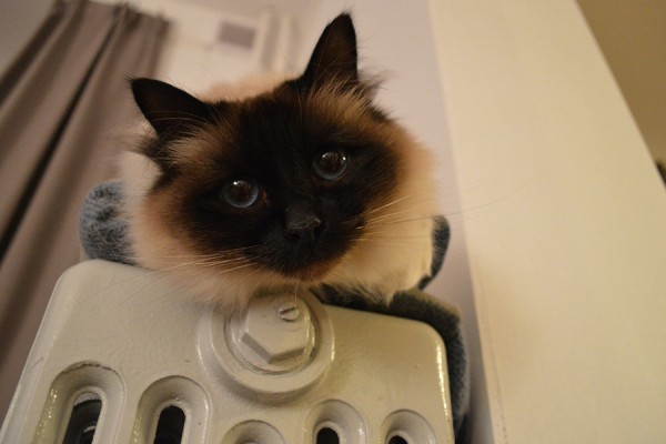 Стало известно, почему возникли проблемы с отоплением в новостройках по Аэродромной 