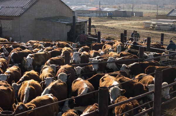 Банкротящаяся &laquo;Нота&raquo; не может вернуть коров 