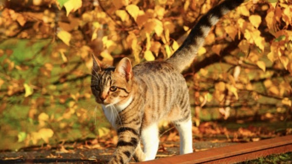 Феофанов день 12 октября: что можно и нельзя делать 