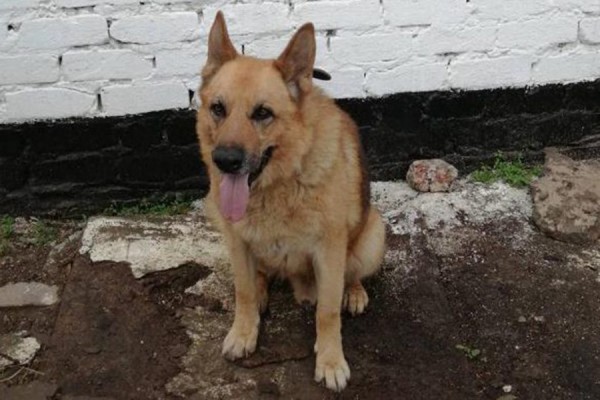 В Самаре ищут новых хозяев для служебной собаки 