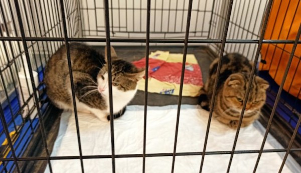 Около 300 собак и кошек ждут новых хозяев Около 300 собак и кошек ждут новых хозяев