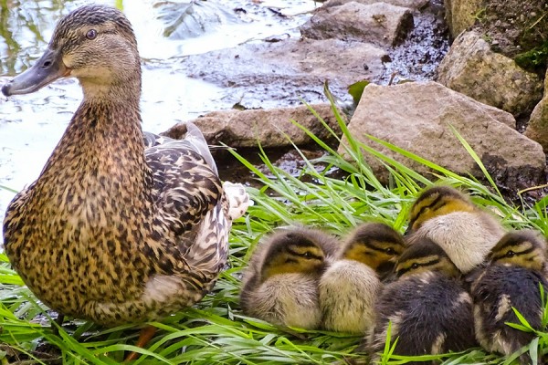 В Самарской области уничтожили 670 кур и уток 
