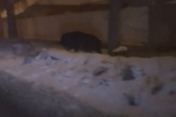 В блогах: по дорогам Тольятти бегал уверенный в себе кабан 