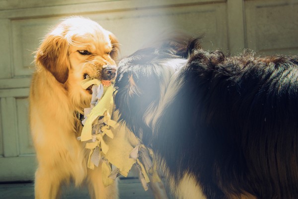 В Самарской области в двух районах ввели карантин 