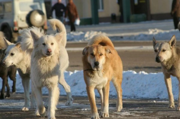 В Сызрани стая чипированных собак напала на второклассника 