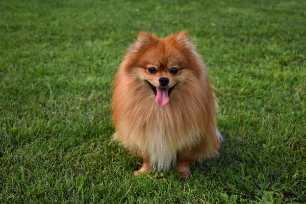 В Самаре померанский шпиц помогал хозяйке проворачивать мошенничества 