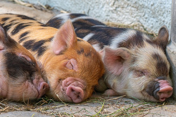 В Самарской области нашли новый очаг африканской чумы свиней 