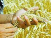 Рекорд зерновых в Самарской области: подведены итоги урожая 2020