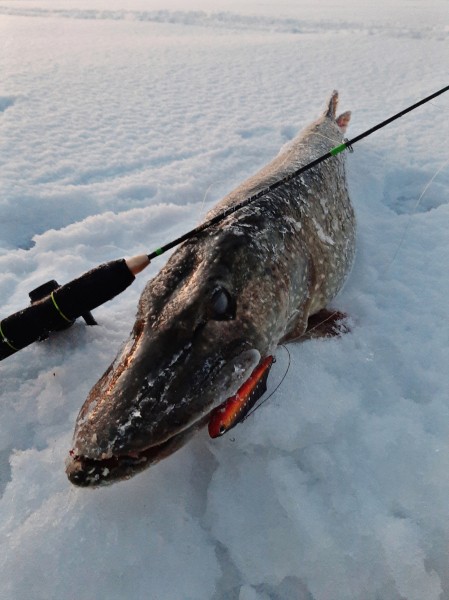 Рыбак из Самары полез в лунку за огромной щукой