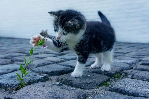 В Самаре будут судить парня, забившего насмерть котенка своей любовницы 