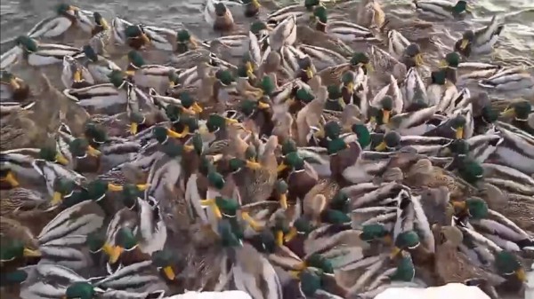 В Тольятти на набережной устроили утиное пиршество 