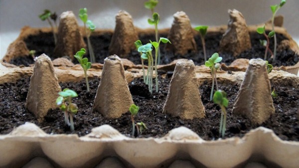 Лунный посевной календарь для дачников, стали известны лучшие дни посадки в январе 2021 года