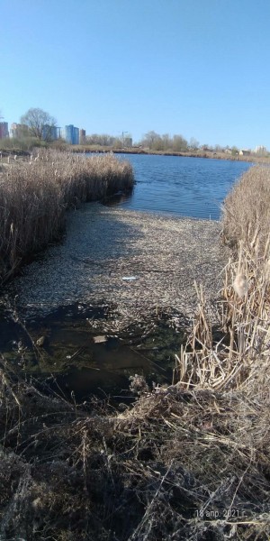 На реке Сок у Старосемейкино произошел замор рыбы 
