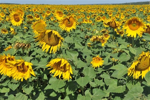 
Аграрии обратились к президенту по ситуации с банкротством "Солнечных продуктов"
