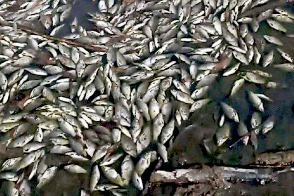 В Самаре зафиксировали массовую гибель рыбы 