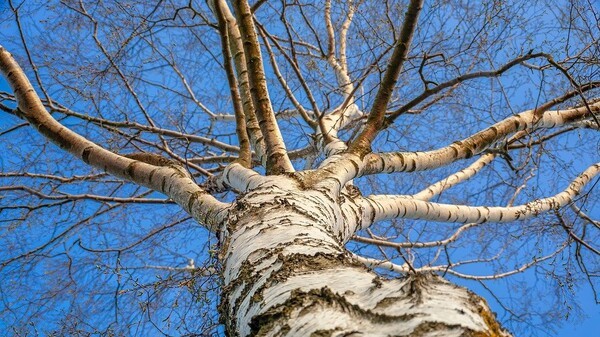 Берещенье: что можно и нельзя делать в праздник 11 апреля 2021 года