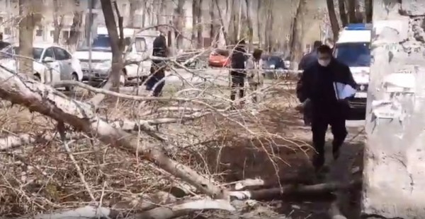 Засохшее дерево отправило самарца на больничную койку 