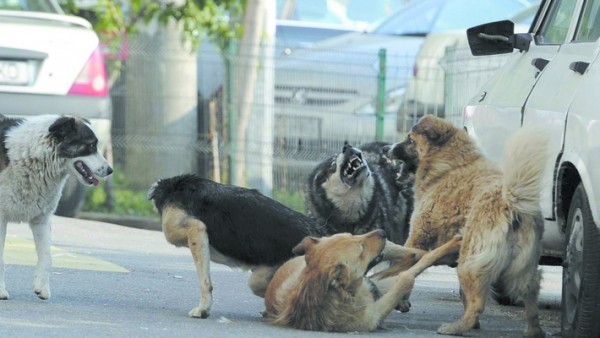 В Самарской области скончалась женщина, которой собаки сняли скальп в Южном городе 