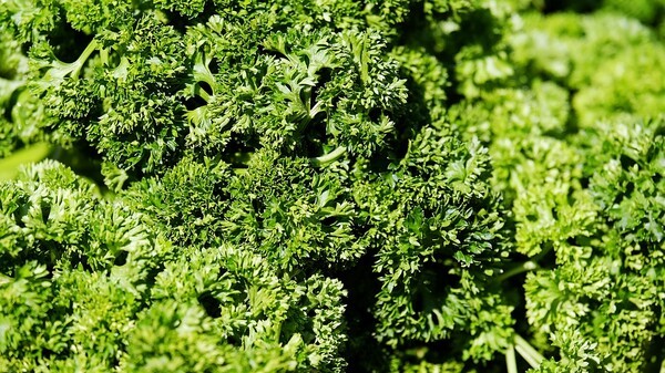 Стало известно, почему самарских дачников могут посадить за петрушку