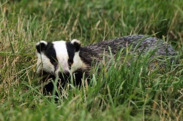 Мужчину оштрафовали за разделку барсука, задавленного машиной