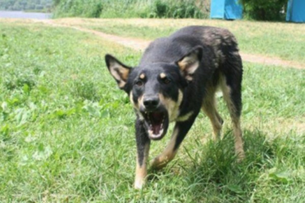 В Самаре скончалась женщина, на которую в Южном городе напала стая бродячих собак 