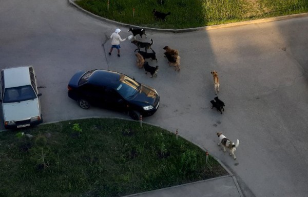 В Южном городе стая бродячих собак покусала женщину В Южном городе стая бродячих собак покусала женщину