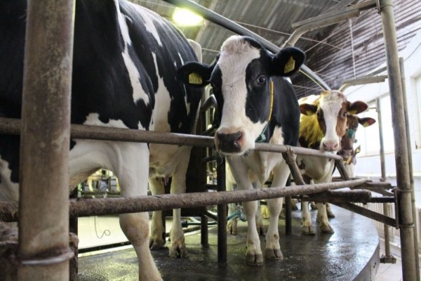  Нацпроект помог молочникам заработать в два раза больше денег  