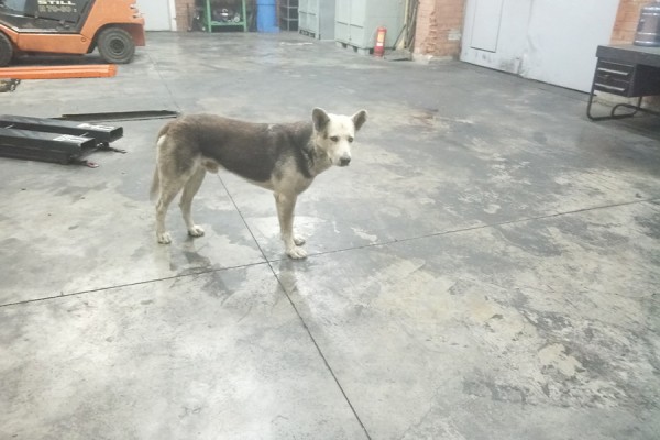 В трех районах Самарской области ввели карантин из-за смертельного заболевания 