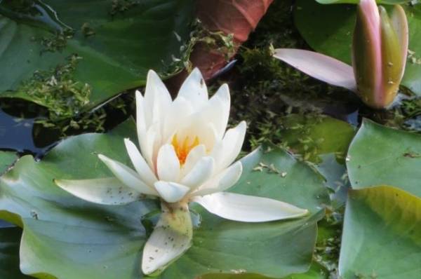 После майских праздников ботанический сад вновь доступен для посетителей