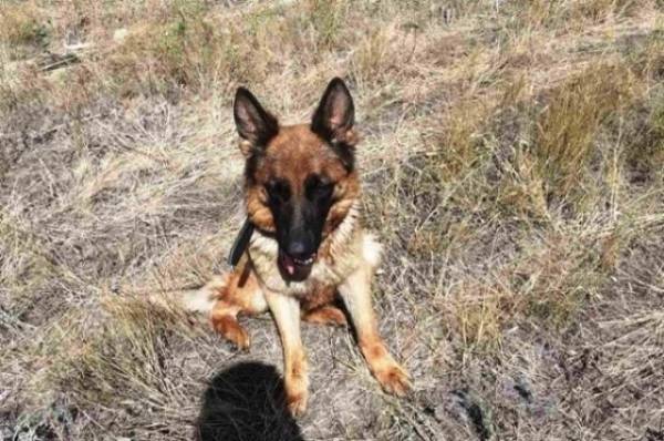 УИС Самарской области проводила на пенсию семь служебных собак