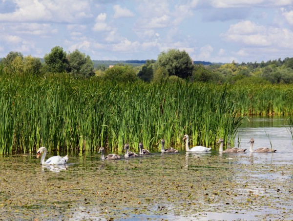 Самарчанка на рыбалке встретила краснокнижную птицу (в блогах) 