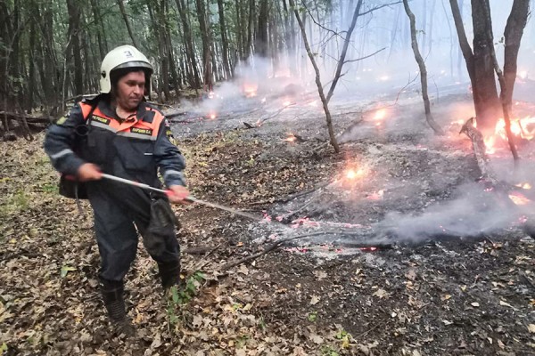 Площадь активного горения в национальном парке &laquo;Бузулукский бор&raquo; выросла до 100 га 