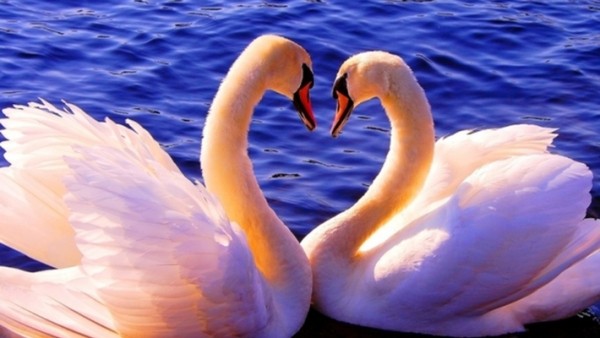 Астрологи назвали три знака зодиака, которые способны на верность и любовь