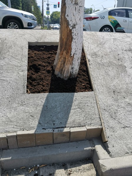 Трагическая судьба заасфальтированных деревьев у самарского ТЦ &laquo;Русь&raquo; (в блогах) 